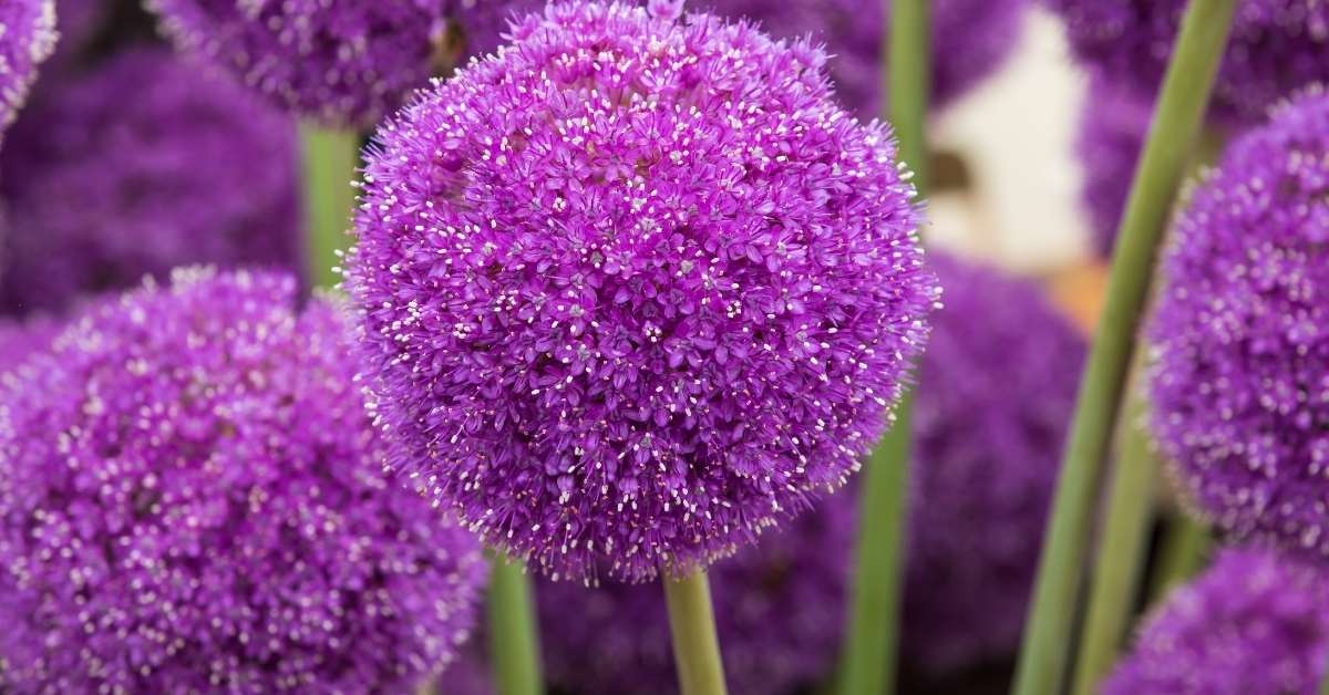Read more about the article Ornamental Onions: 5 Alliums You Can Grow in Your Garden