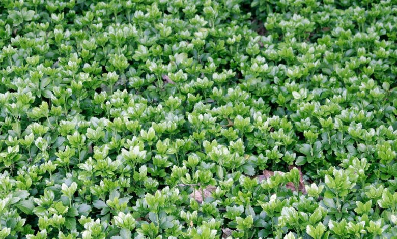 Perennial ground covers https://organicgardeningeek.com