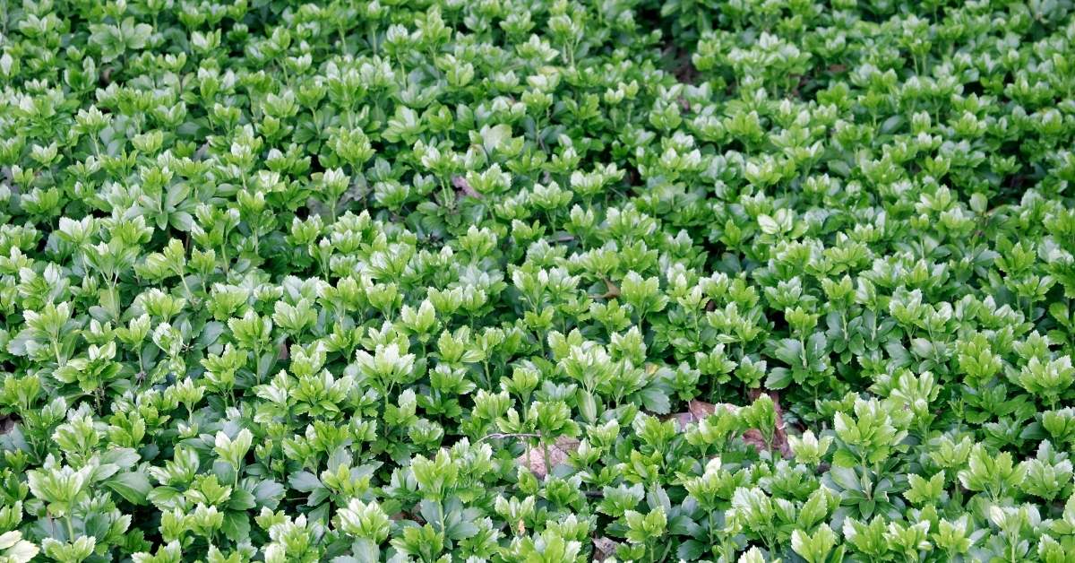 Read more about the article Perennial Ground Covers