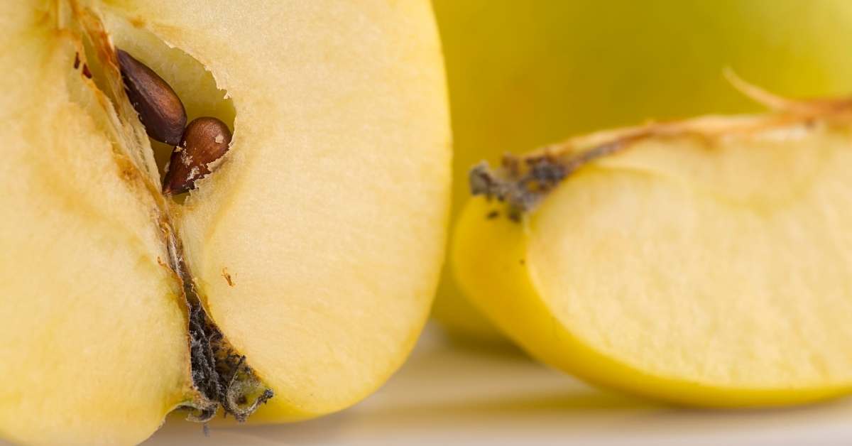 Read more about the article How to Grow an Apple Tree from Seeds | Seed Germination
