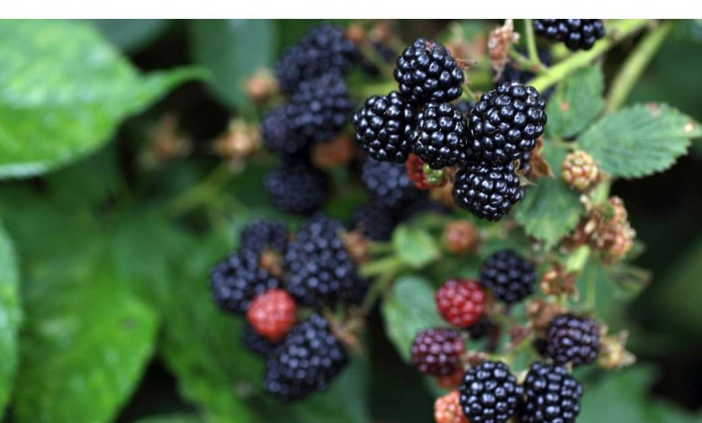 Growing and caring blackberries the complete guide https://organicgardenigeek.com