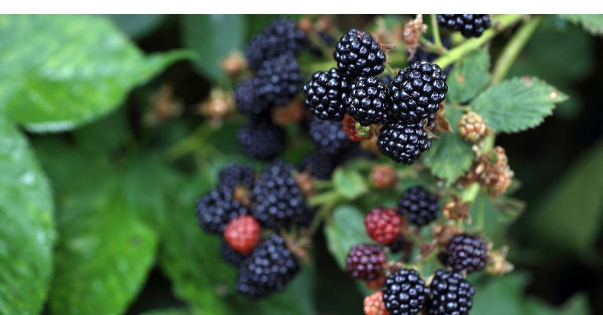 Growing and caring blackberries the complete guide https://organicgardenigeek.com