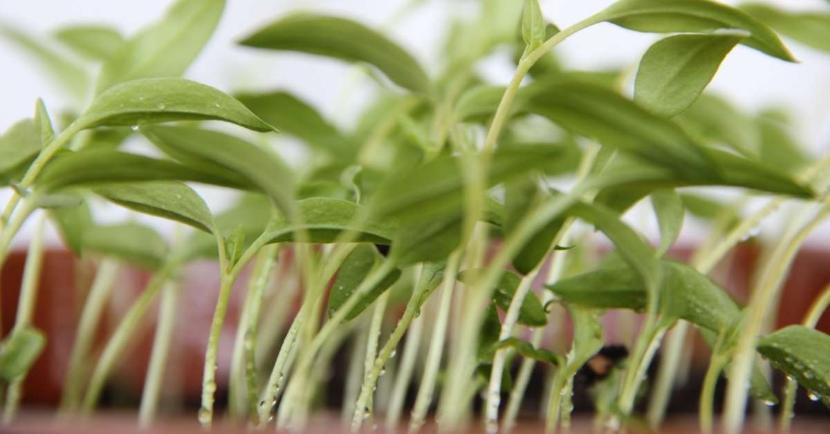 pepper plants not growing - pepper Lighting Requirements - https://organicgardeningeek.com