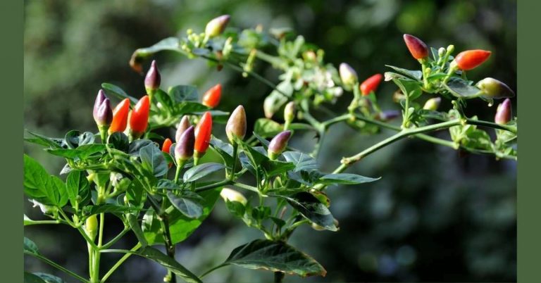 Growing Pepper Plants Indoors