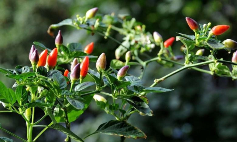 How to grow pepper plants indoors https://organicgardeningeek.com