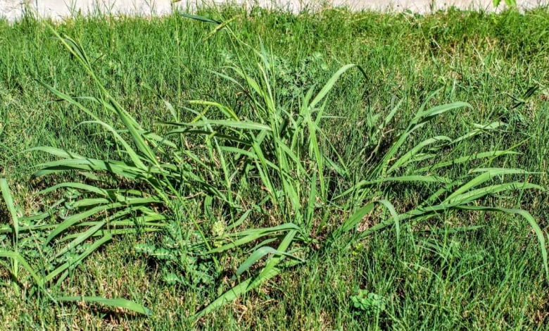how to stop crab grass organically