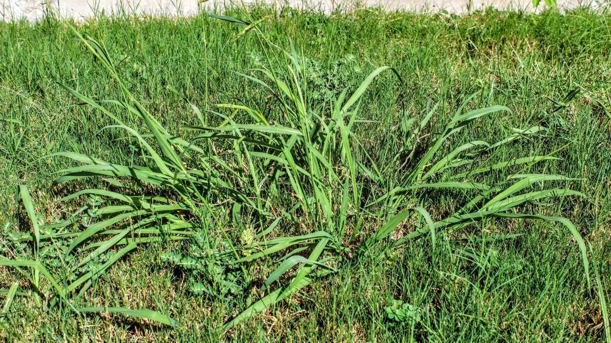 You are currently viewing How to Control Crabgrass Organically