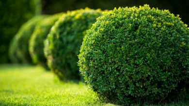 Most Common Lawn Care Mistakes | https://organicgardeningeek.com