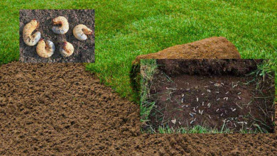 Lawn groubs how to kill and get rid of them https://organicgardeningeek.com