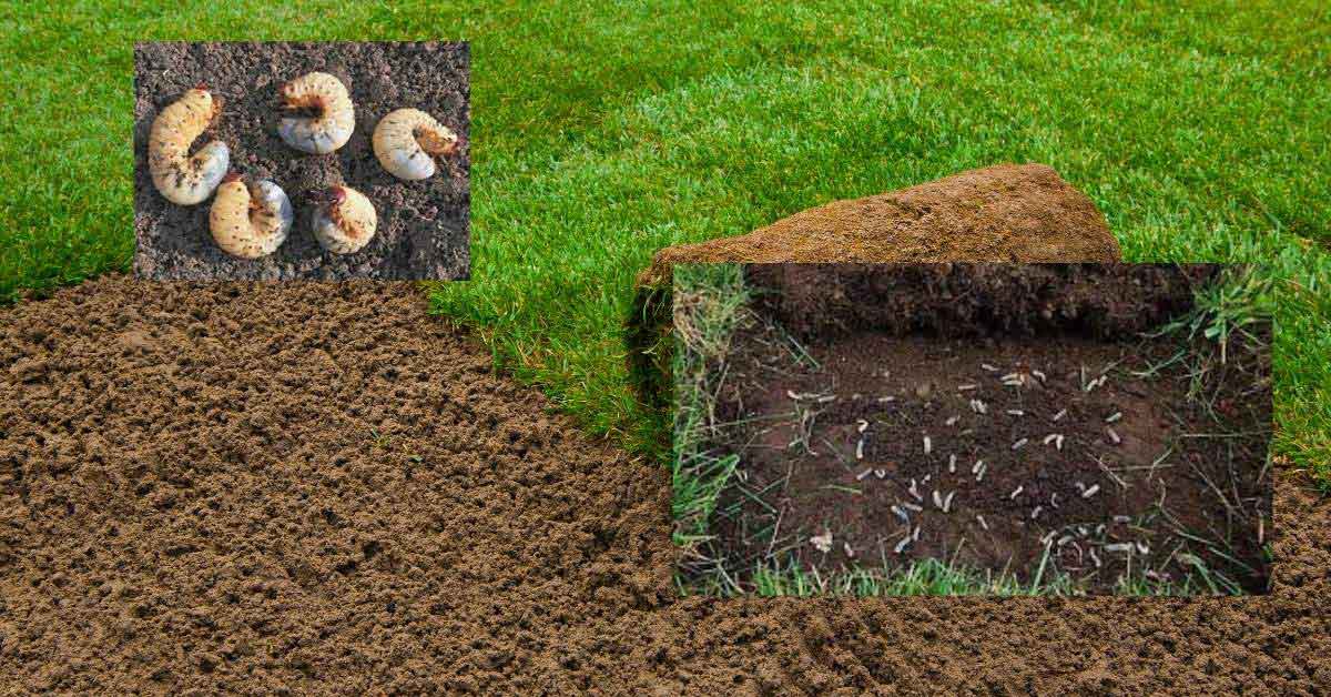 Read more about the article How to Deal with Lawn Grubs