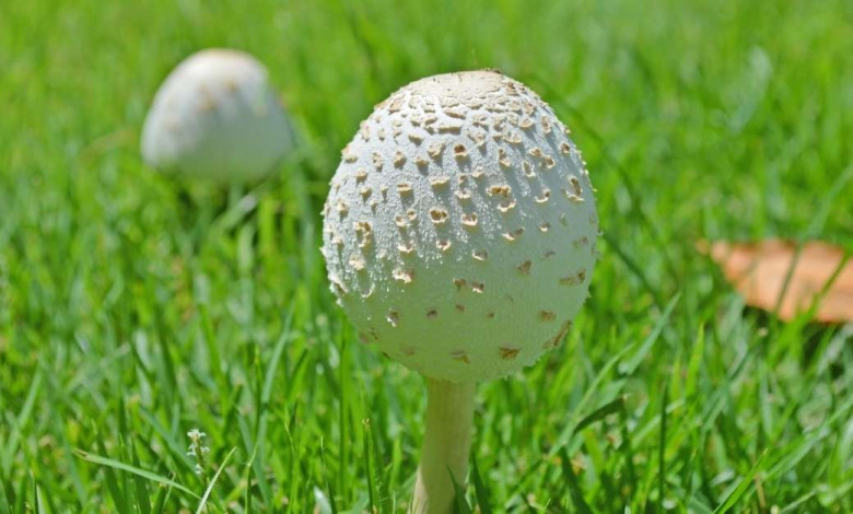 How to prevent mushroom in lawn areas https://organicgardeningeek.com
