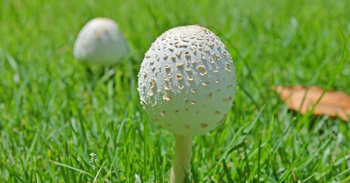 You are currently viewing How to Prevent Mushrooms in Lawn Areas