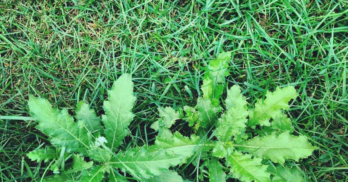 Read more about the article The Best Tips for Lawn Weed Control