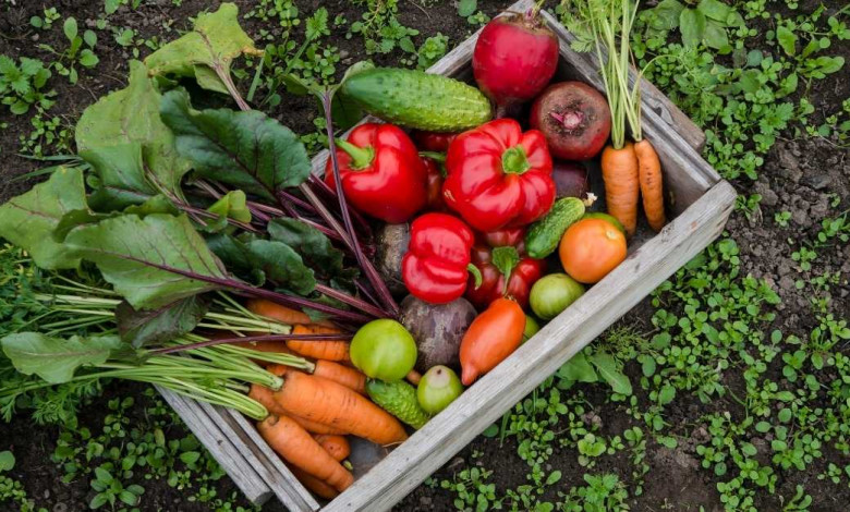 How to lose weight with organic vegetables from your garden https://organicgardeningeek.com