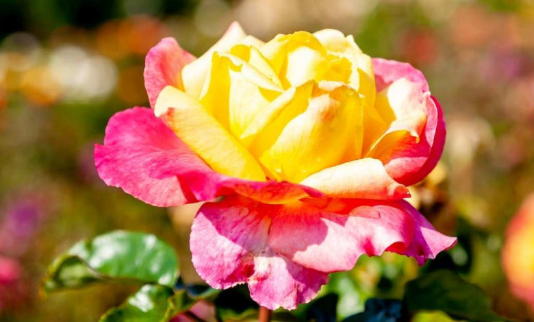 which hybrid tea roses are bedt to grow? https://organicgardeningeek.com