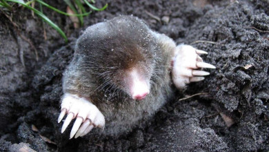 how to get rid og moles in the yard https://organicgardeningeek.com