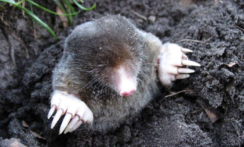 how to get rid og moles in the yard https://organicgardeningeek.com