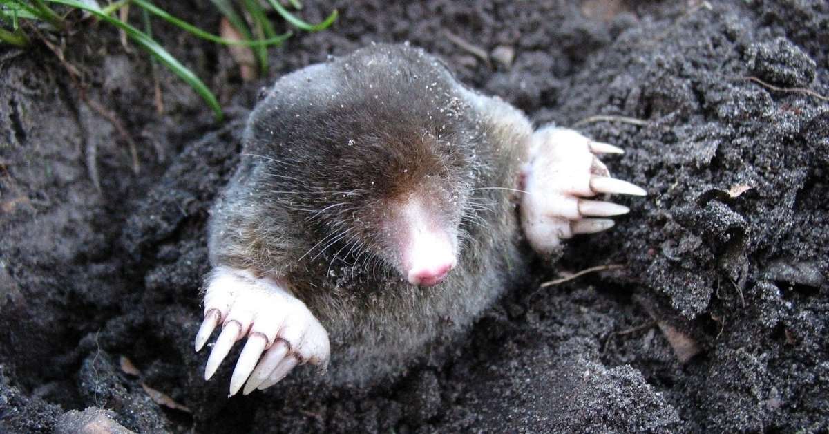 how to get rid og moles in the yard - how to kill moles in your lawn https://organicgardeningeek.com