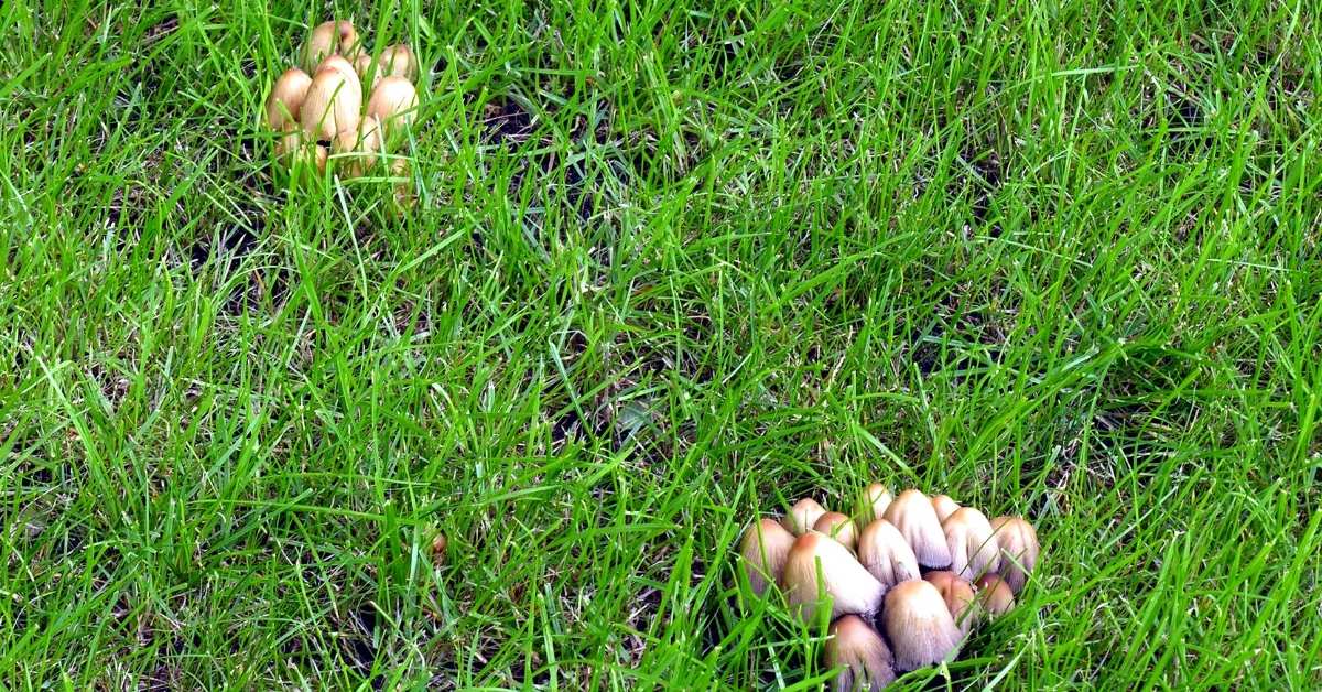 How to prevent mushrooms in lawn areas https://organicgardeningeek.com