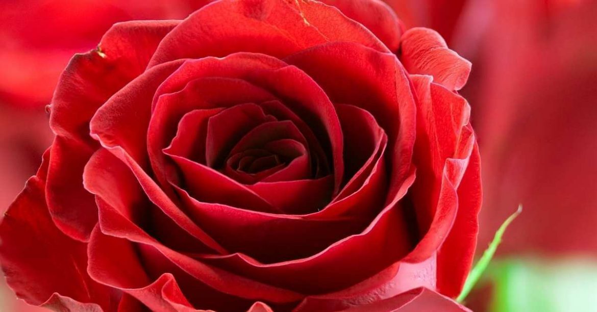 6 Best Hybrid Tea Roses You Should Consider Planting