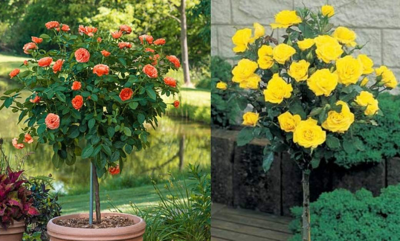 patio tree roses best pick for your garden https://orgaanicgardeningeek.com