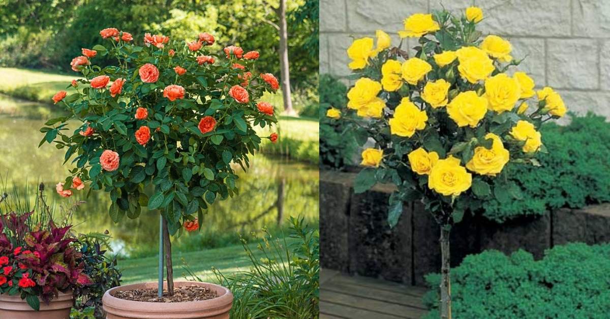 Read more about the article Patio Tree Roses: Top 10 Choices