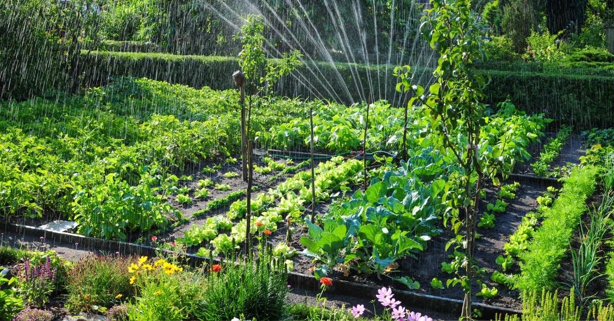Watering plants facts to consider. Considering plant thirsty, climate, soil condition, plant needs, and types. https://organicgardneingeek.com