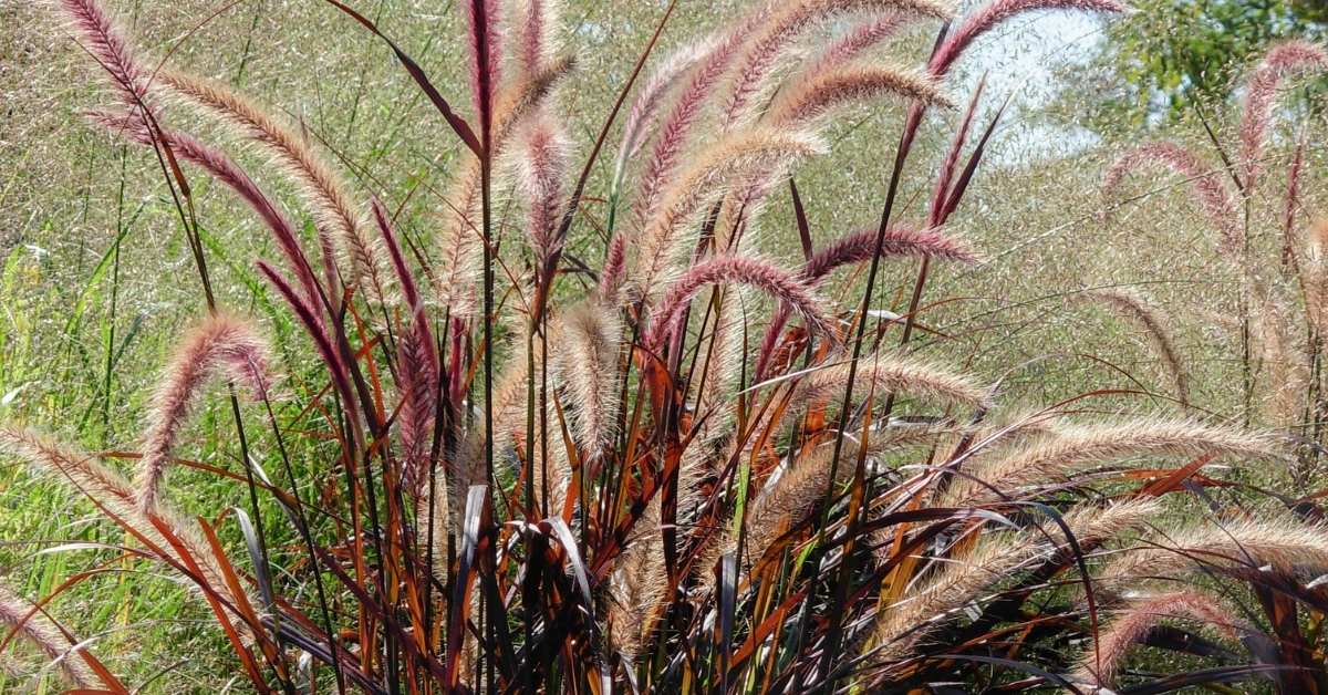 Purple Fountain Grass Is One of the More Common Ornamental Grasses - Pennisetum setaceum Rubrum | Purple Fountain Grass 