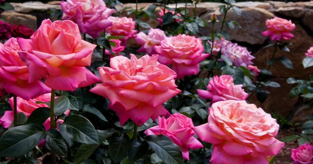 Successfully Redesigning a Rose Garden https://organicgardeningeek.com