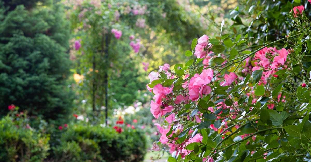 rose garden care tips https://organicgardeningeek.com