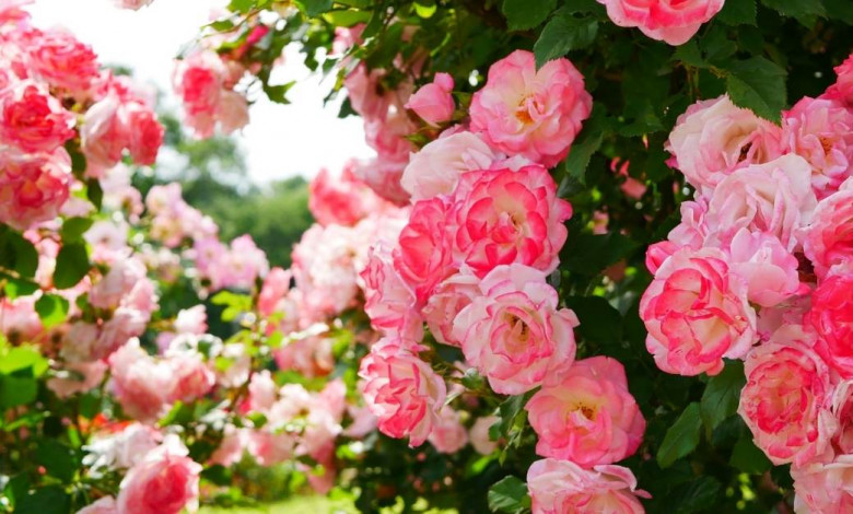 Orcanic rose gardening - Planting and growing roses - https://organicgardeningeek.com