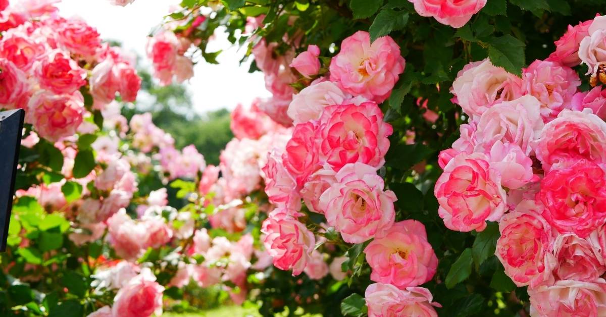 Read more about the article Organic Rose Gardening | Planting and Growing Climber Rose