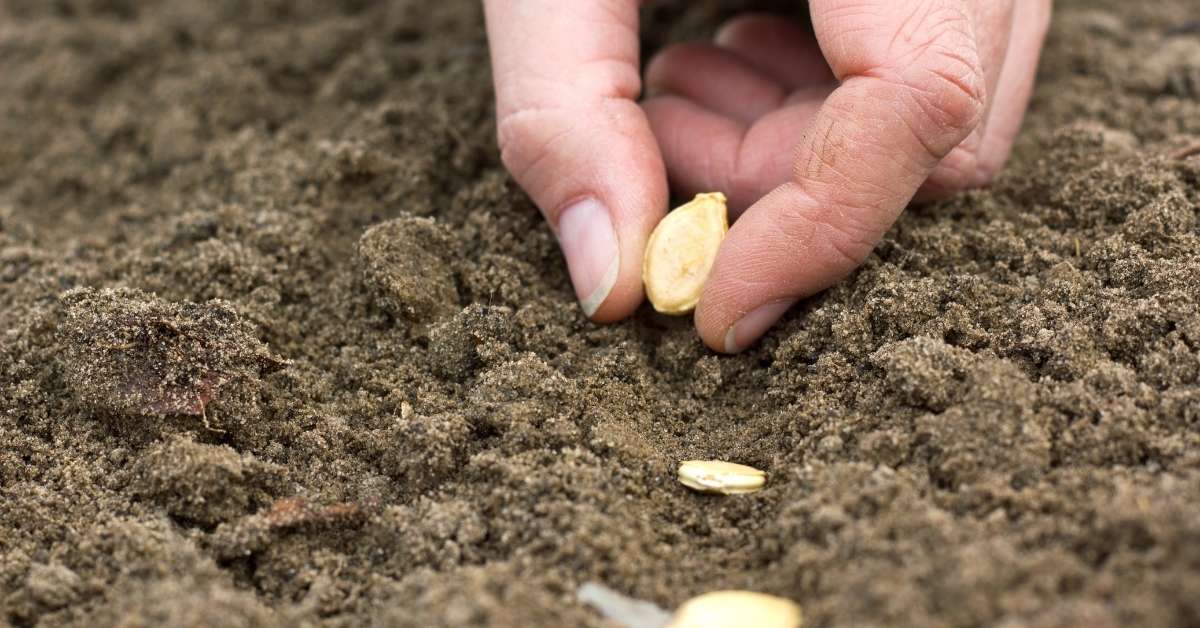 Read more about the article Types of Seeding | What are the Proper Seeding Methods?