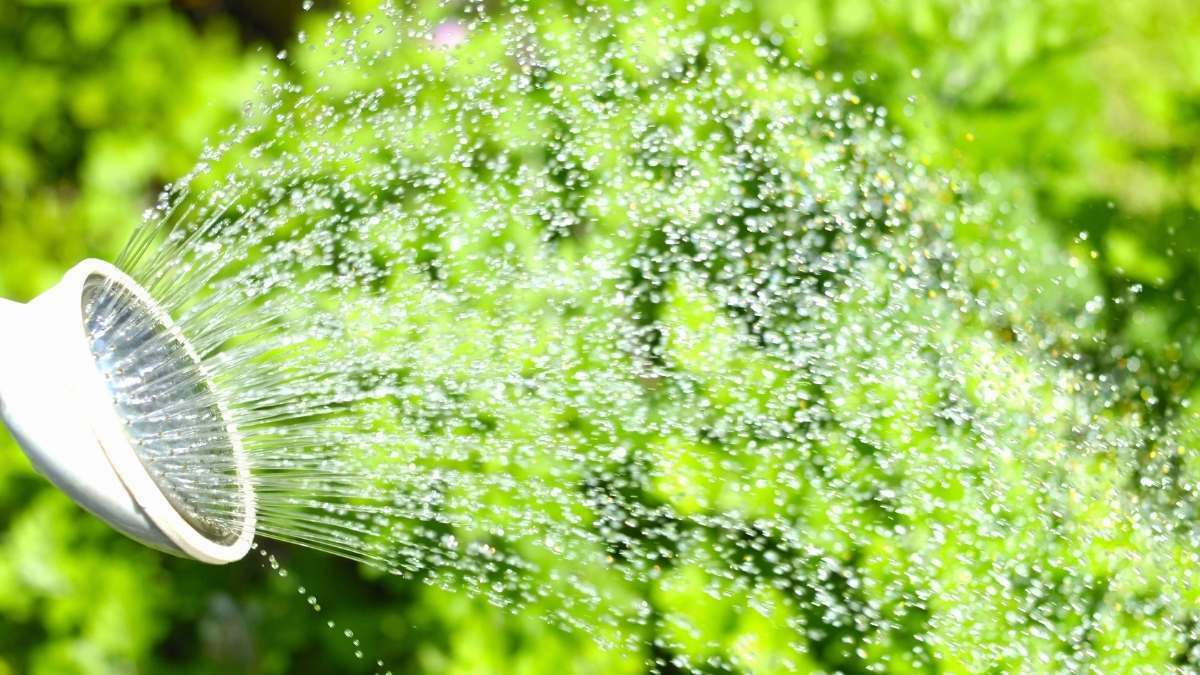 What is the best time for watering lawns https://organicgardeningeek.com