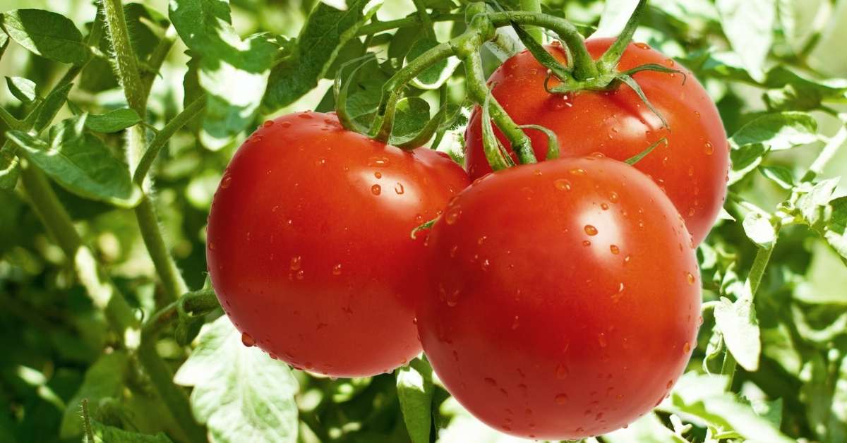 Baking Soda Around Tomato Plants + Two Days + Amazing Results - benefits of bicarbonate around tomato plants https://organicgardeningeek.com