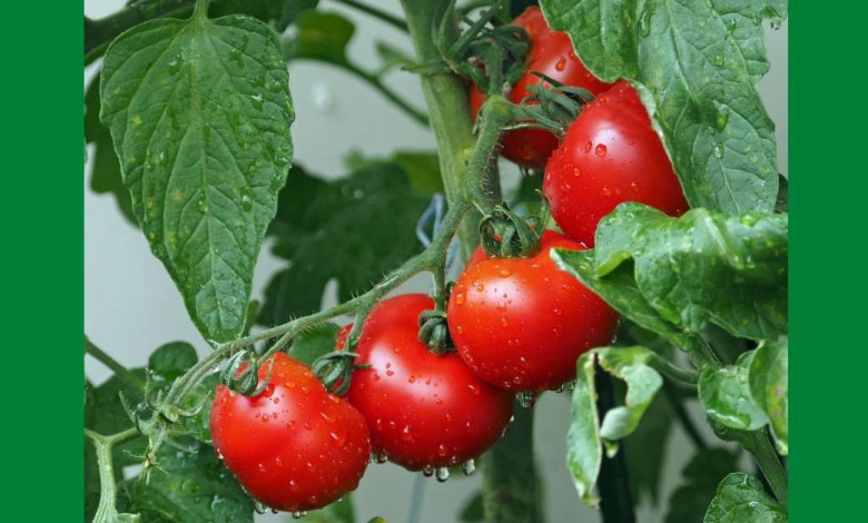 Baking soda around tomato plants to stabilize ph levels of the soil https://organicgardeningeek.com