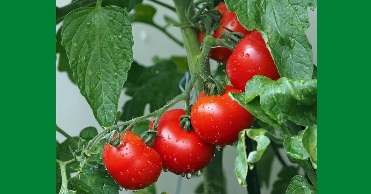 You are currently viewing Baking Soda Around Tomato Plants + 2 Days + Amazing Results