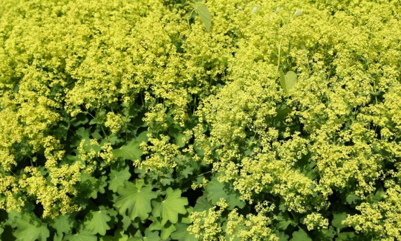 Alchemilla Mollis - lady's mantle plant growing conditions https://organicgardeningeek.com