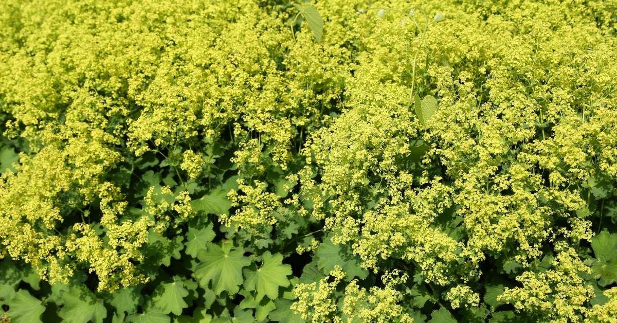 Read more about the article Alchemilla Mollis (Lady’s Mantle) Growing Guide