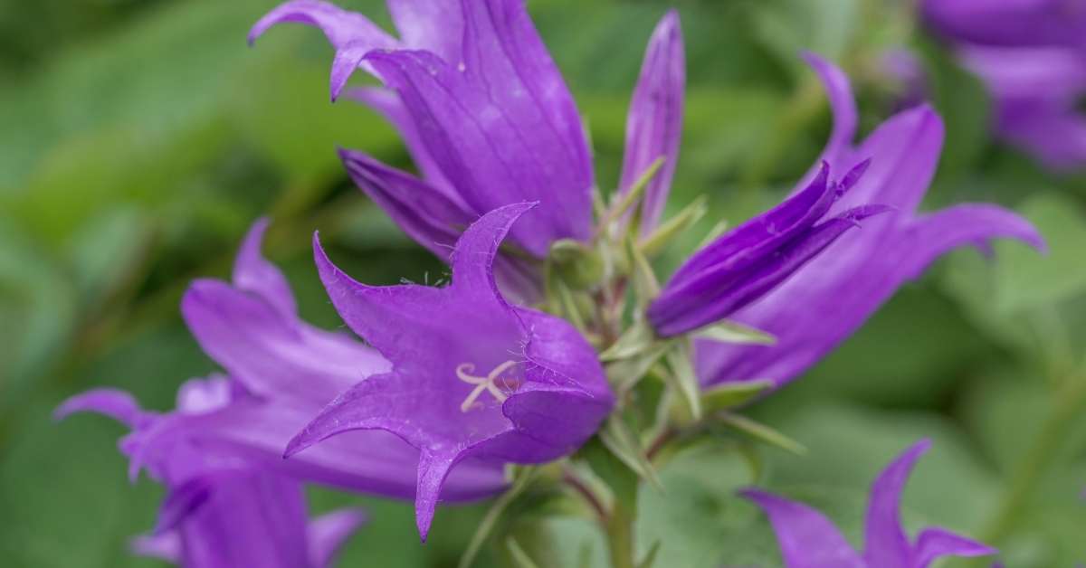 Read more about the article Growing Bellflowers: How To Propagate, Grow & Care For Campanula