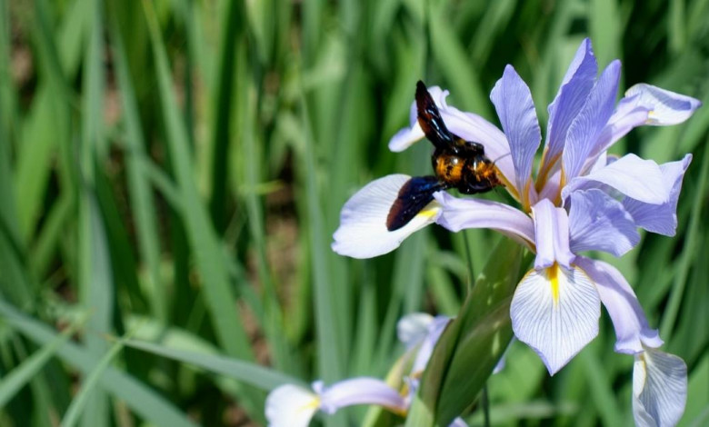 Growing butterfly iris at home https://organicgardeningeek.com