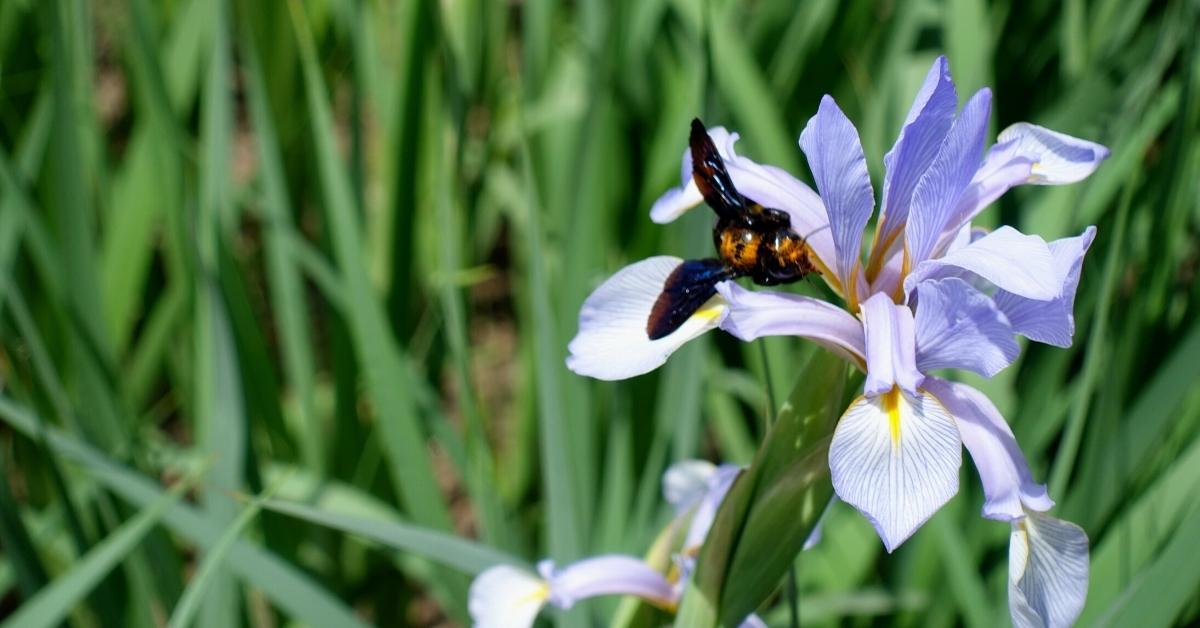 Read more about the article Growing Butterfly Iris (African Iris, Fortnight Lily)