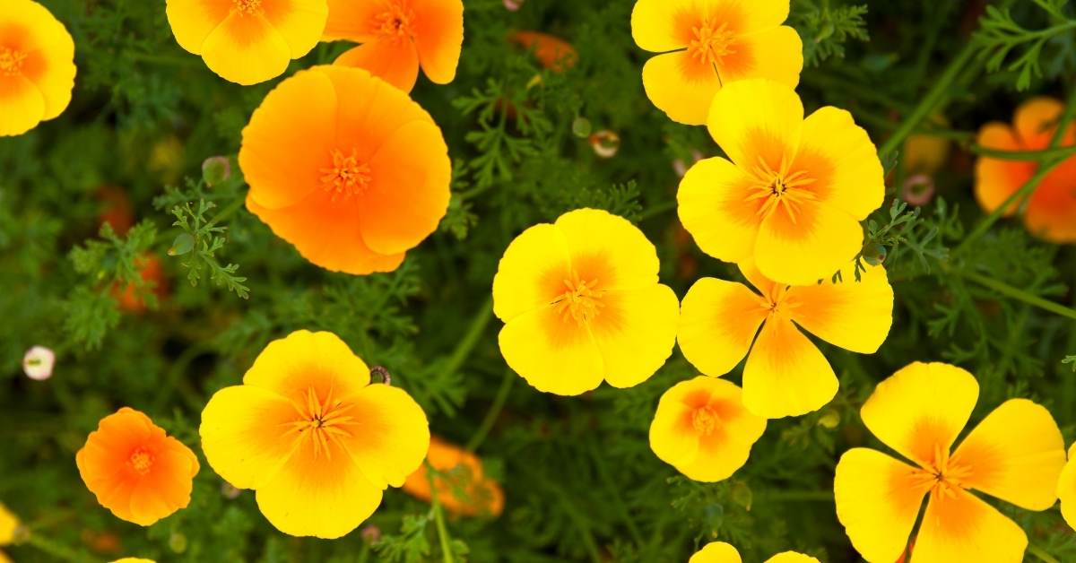Growing guide for california poppy plant https://organicgardeningeek.com