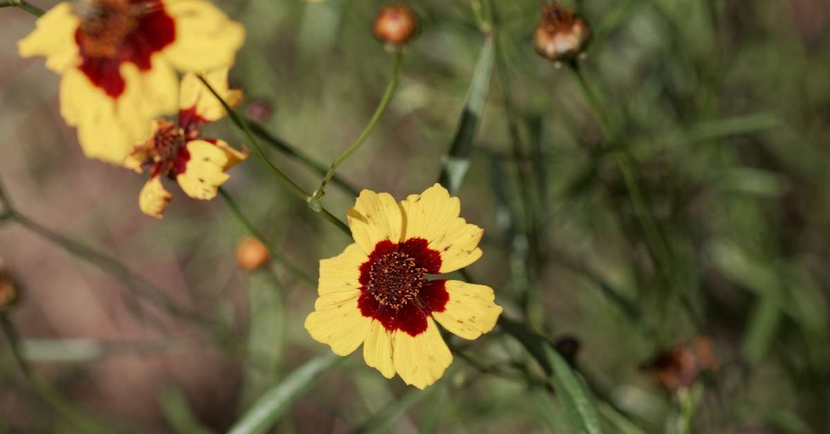 How to Plant Coreopsis or Butter Daisies https://organicgardeningeek.com