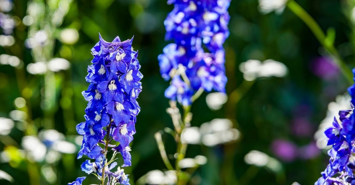 Planting And Growing Awesome Delphinium Flower