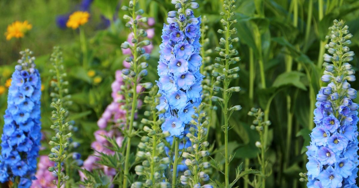 You are currently viewing Planting And Growing Awesome Delphinium Flower