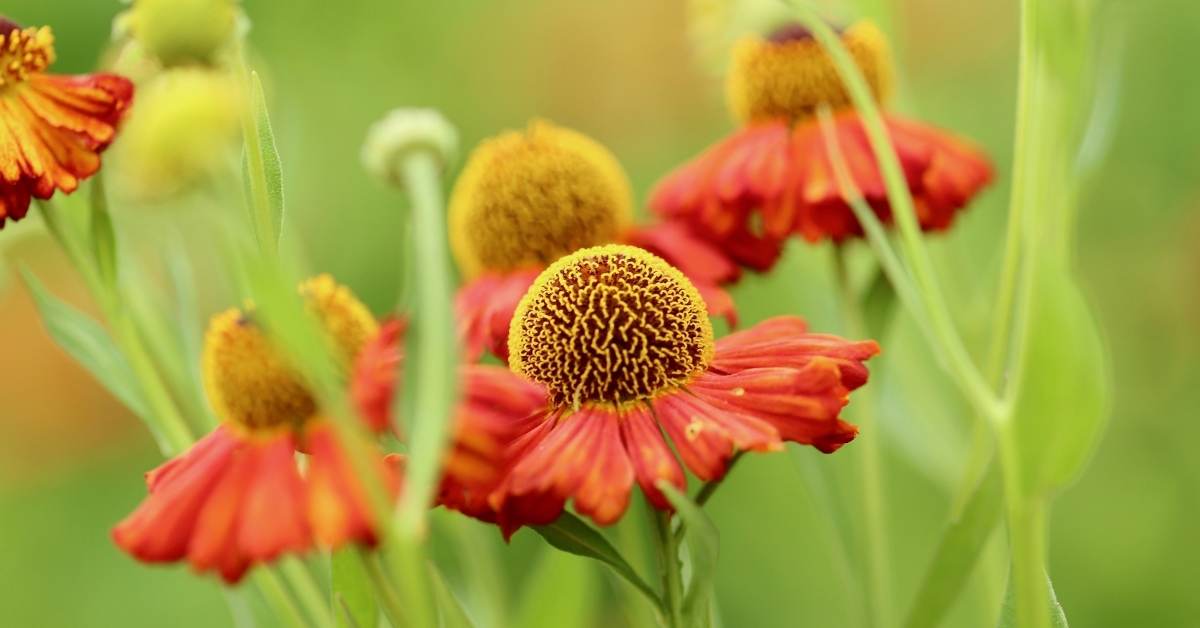 Read more about the article How to Grow Helenium (Sneezeweed) – 3 Stunning Varieties
