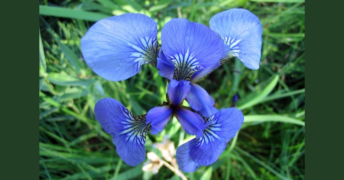 Iris Setosa: How to Grow Dwarf Arctic Iris https://organicgardeningeek.com