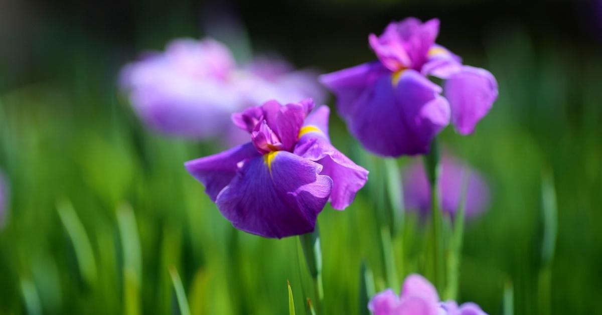 Growing Japanese Iris At Home (Iris ensata) https://organicgardeningeek.com