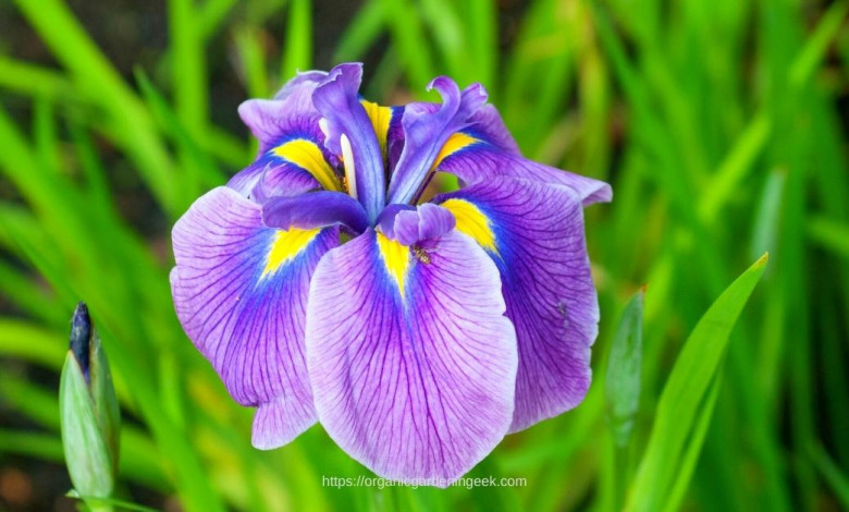growing japanese iris at home httpd://organicgardeningeek.com